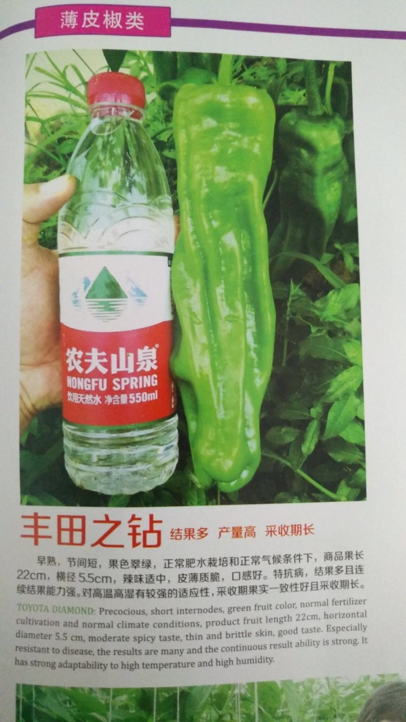 辣椒苗，簿皮泡椒苗螺丝椒苗，线椒苗，牛角椒苗，物流到家，
