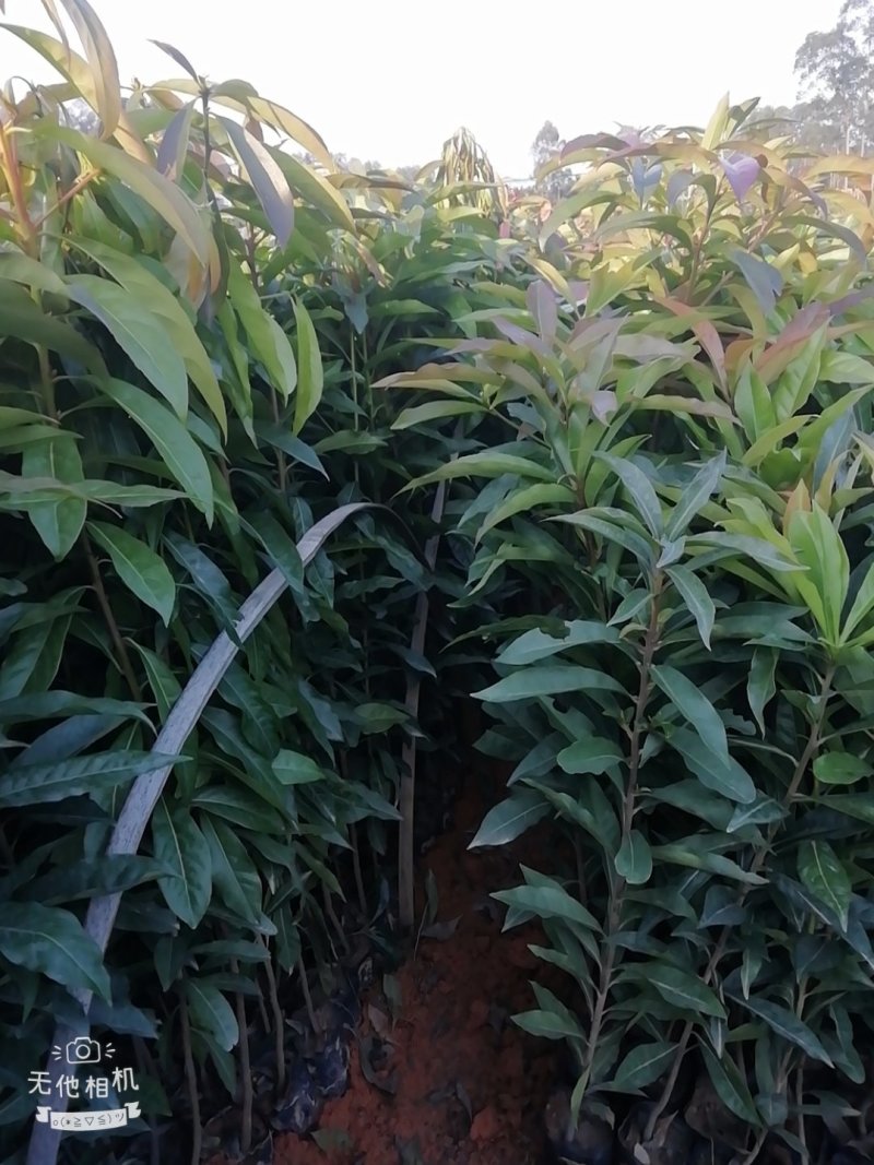 木荷营养小袋苗防火线专用的造林树苗批发价格