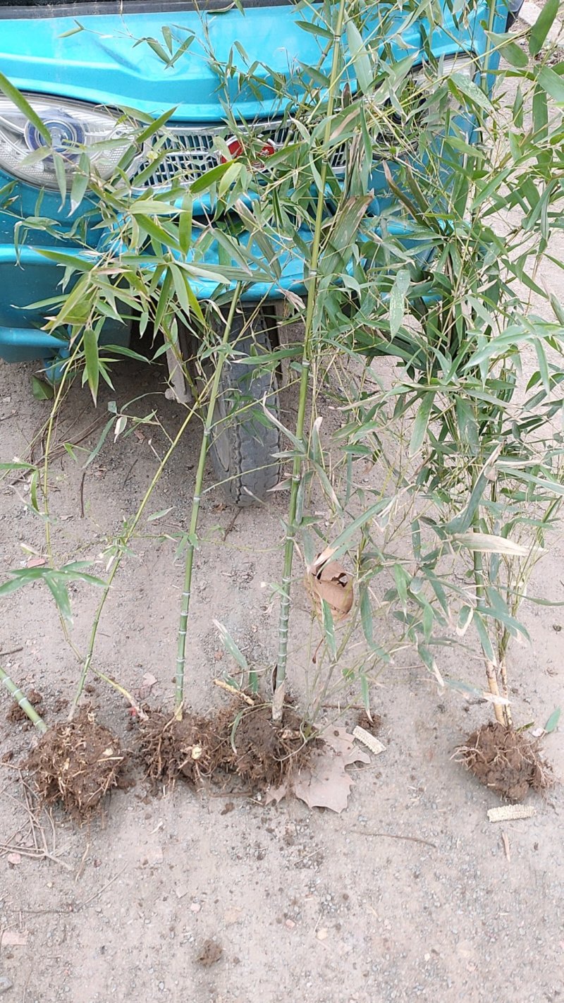 包邮风景竹，金镶玉竹，包成活