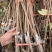 阳丰甜柿子树苗80~100cm