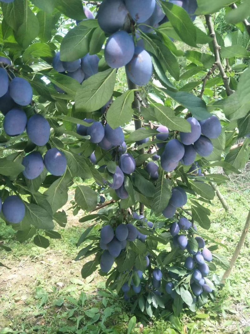 李子苗，西梅蓝蜜苗，法兰西梅当年嫁接苗，当年结果苗规格全