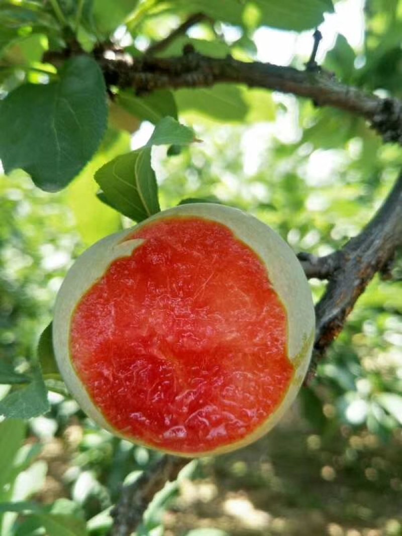 李子苗，西梅蓝蜜苗，法兰西梅当年嫁接苗，当年结果苗规格全