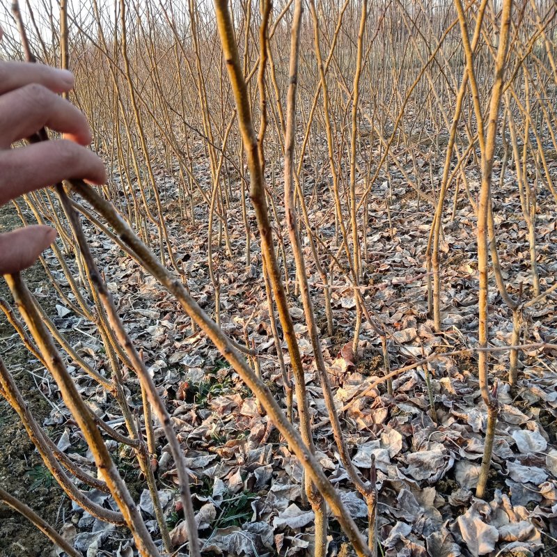 李子苗，西梅蓝蜜苗，法兰西梅当年嫁接苗，当年结果苗规格全