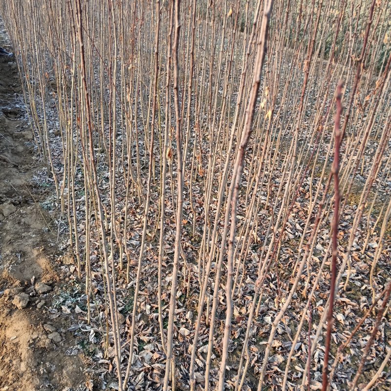 李子苗，西梅蓝蜜苗，法兰西梅当年嫁接苗，当年结果苗规格全