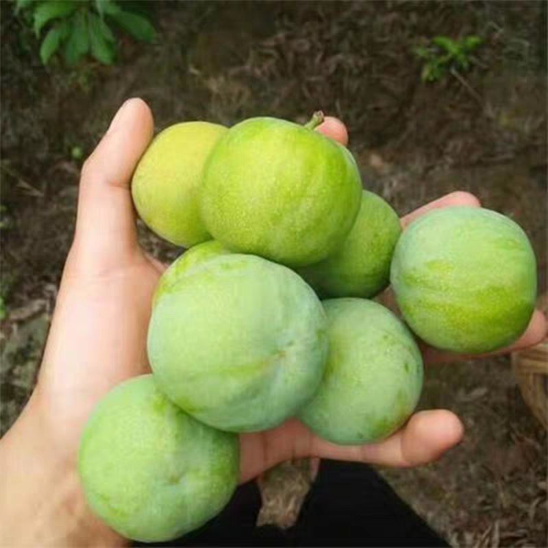 李子树苗蜂糖李子苗汁多味甜果大产量高