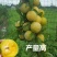 李子树苗蜂糖李子苗汁多味甜果大产量高