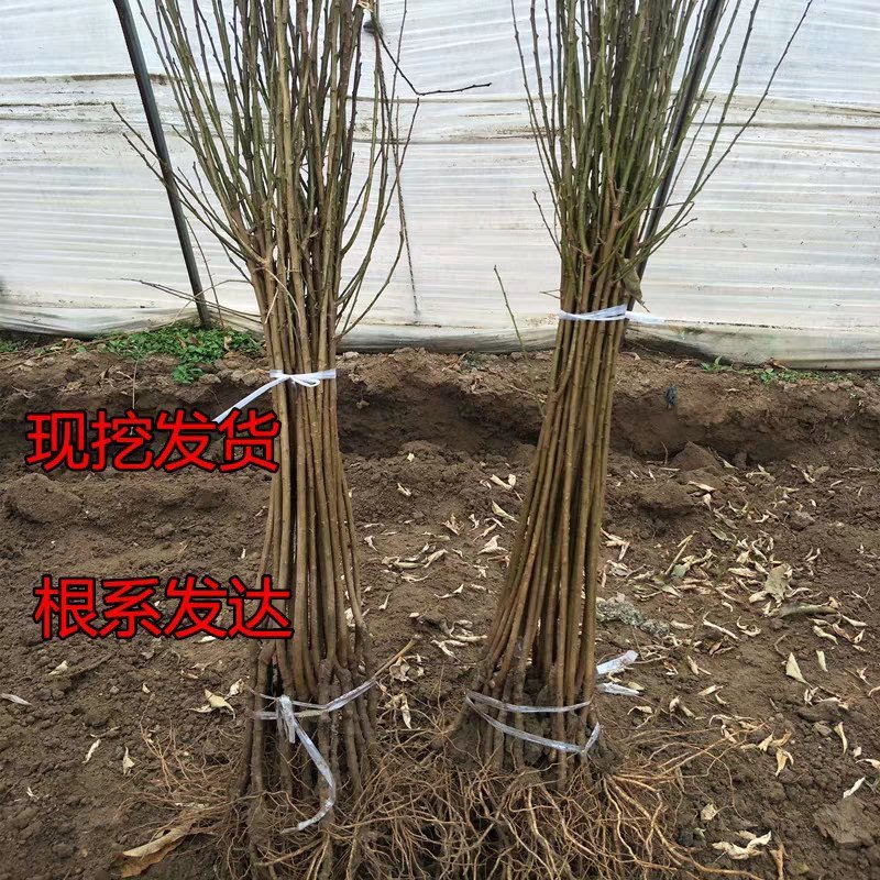 李子树苗蜂糖李子苗汁多味甜果大产量高