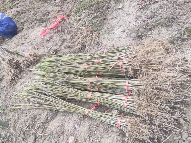 千年桐苗油桐苗木油桐苗优质桐油苗量大优惠