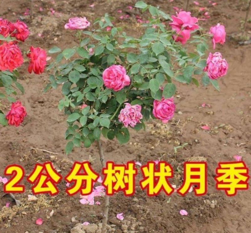 树状月季花苗网红棒棒糖品种齐全大花老桩浓香花卉植物