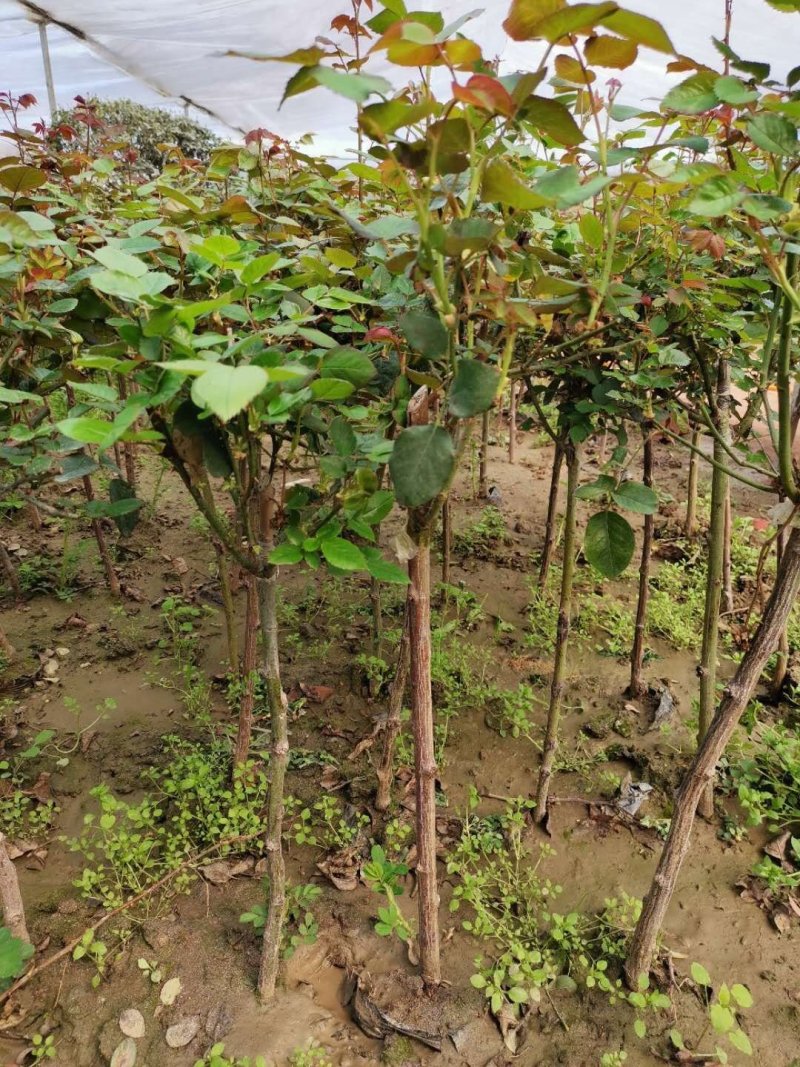 树状月季花苗网红棒棒糖品种齐全大花老桩浓香花卉植物