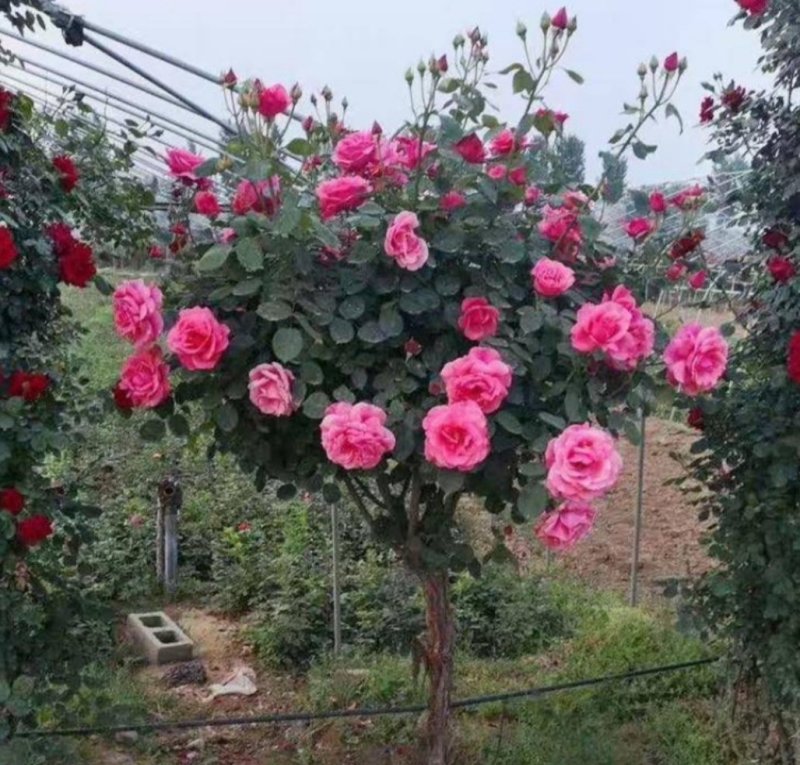 树状月季花苗网红棒棒糖品种齐全大花老桩浓香花卉植物