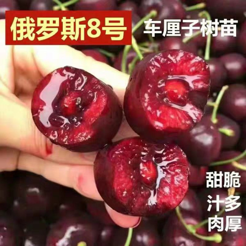 车厘子樱桃苗嫁接苗脆嫩多汁品种齐全基地直销