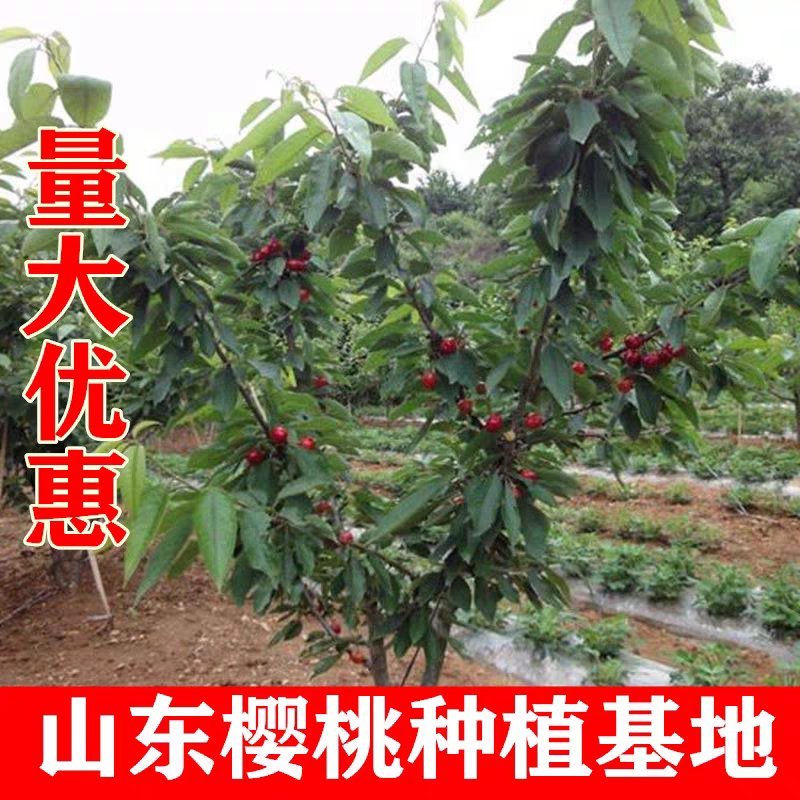 车厘子樱桃苗嫁接苗脆嫩多汁品种齐全基地直销