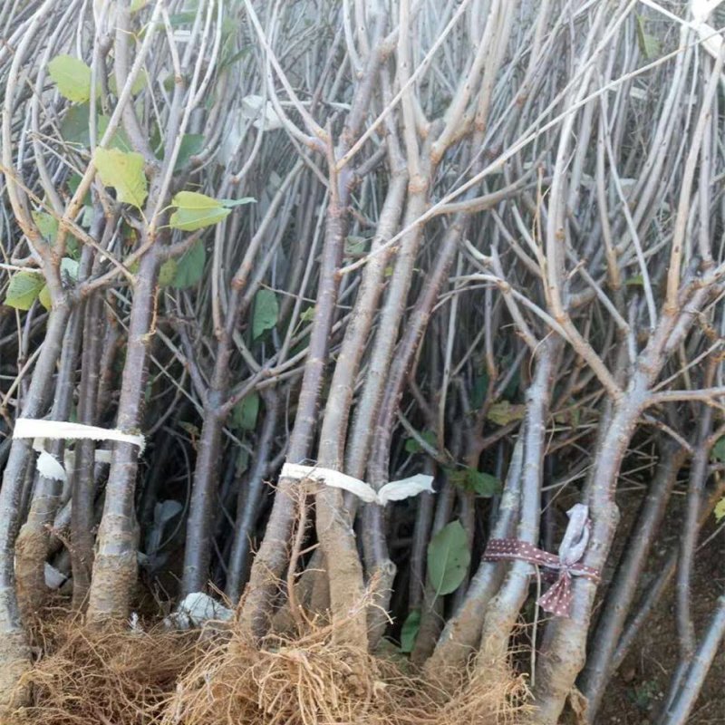 车厘子樱桃苗嫁接苗脆嫩多汁品种齐全基地直销