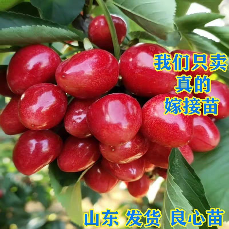 车厘子樱桃苗嫁接苗脆嫩多汁品种齐全基地直销