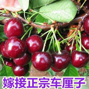 车厘子樱桃苗嫁接苗脆嫩多汁品种齐全基地直销