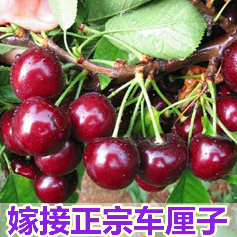 车厘子樱桃苗嫁接苗脆嫩多汁品种齐全基地直销