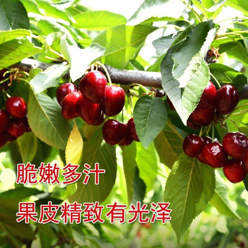 车厘子樱桃苗嫁接苗脆嫩多汁品种齐全基地直销