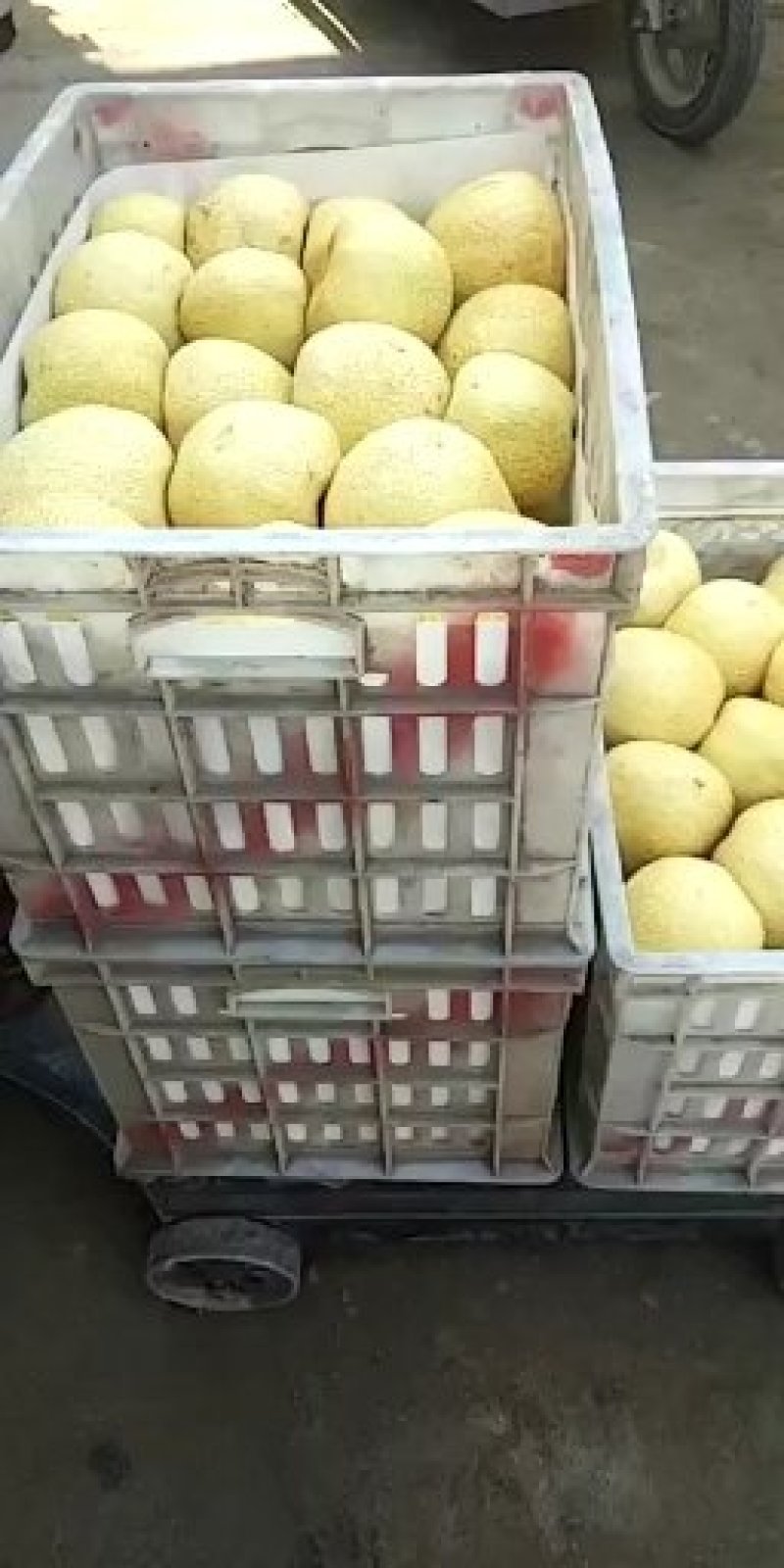 砀山酥梨，质优量大，