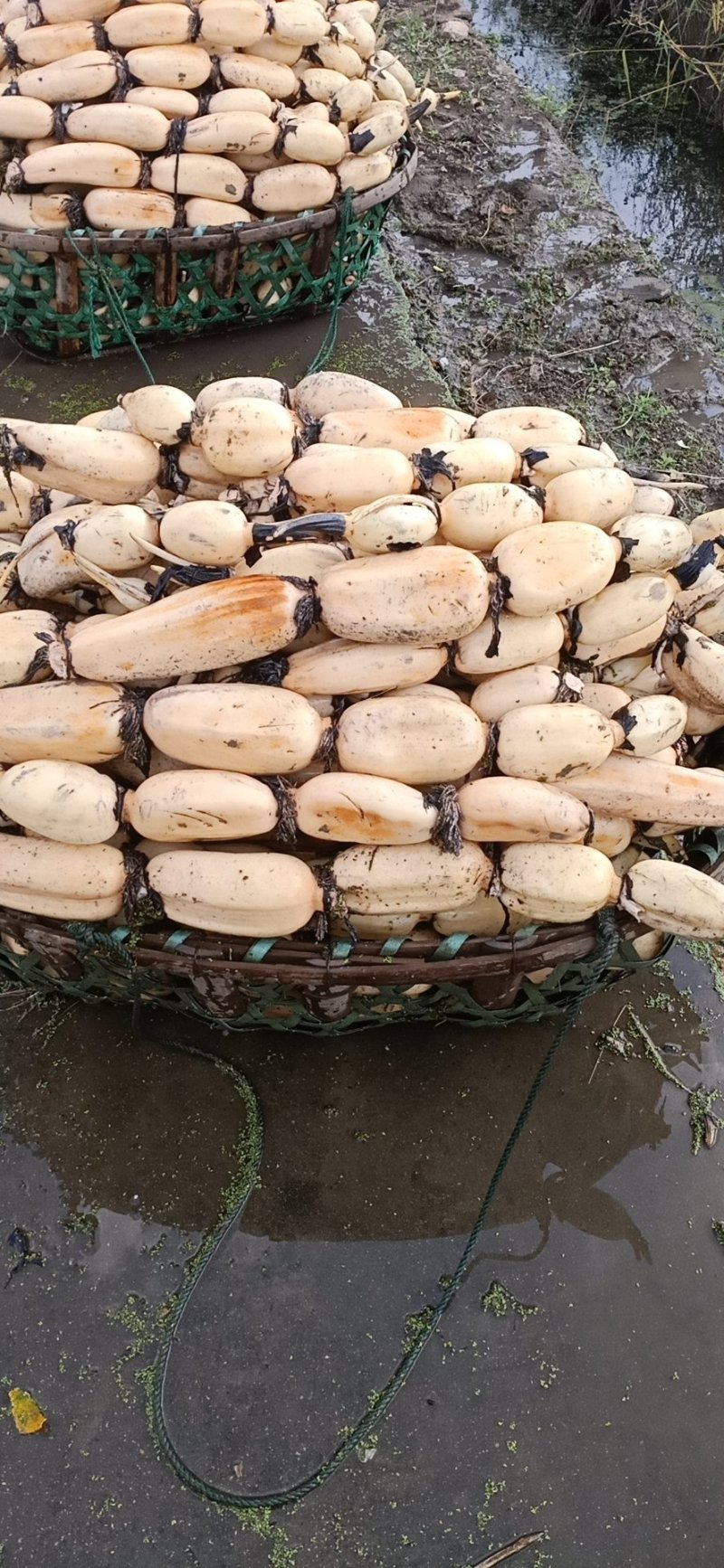 大量出售莲藕