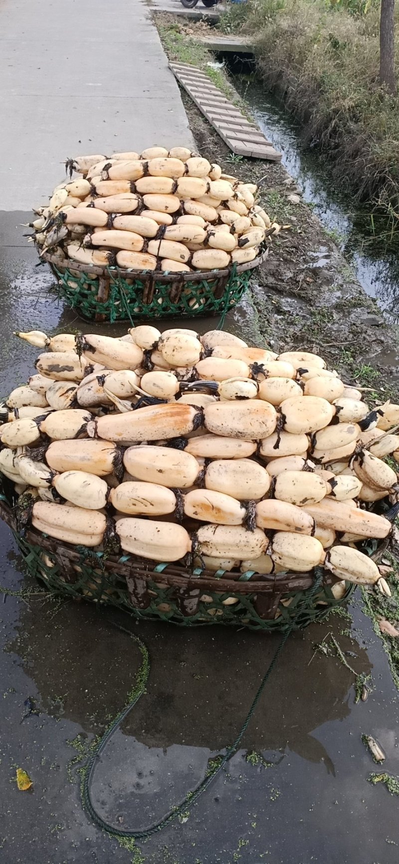 大量出售莲藕