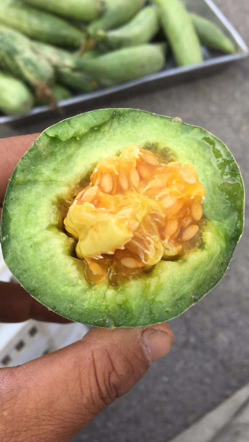 羊角蜜甜瓜山东羊角蜜甜瓜产地直发不收任何费用