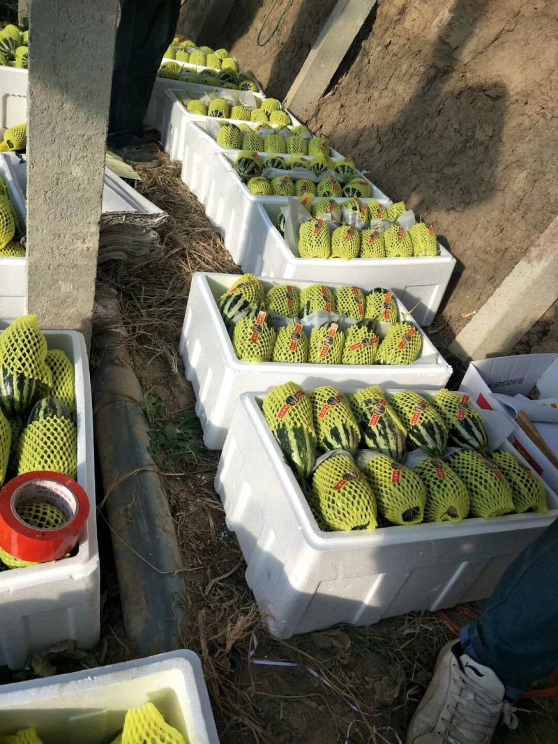 羊角蜜甜瓜山东羊角蜜甜瓜产地直发不收任何费用