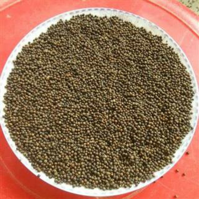 黄荆子，常年批发供应黄荆子中药材，黄金子量大从优