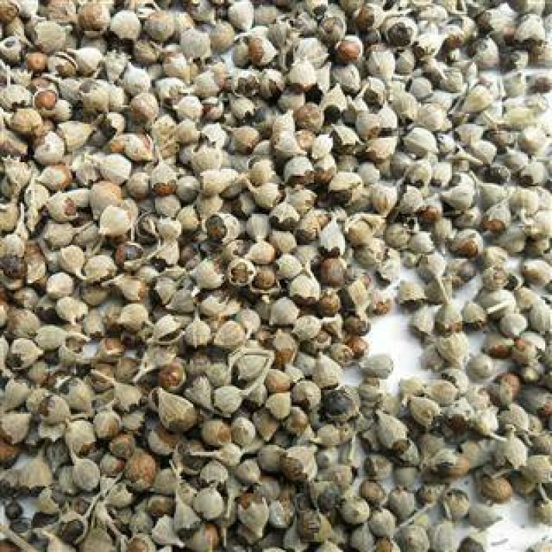 黄荆子，常年批发供应黄荆子中药材，黄金子量大从优
