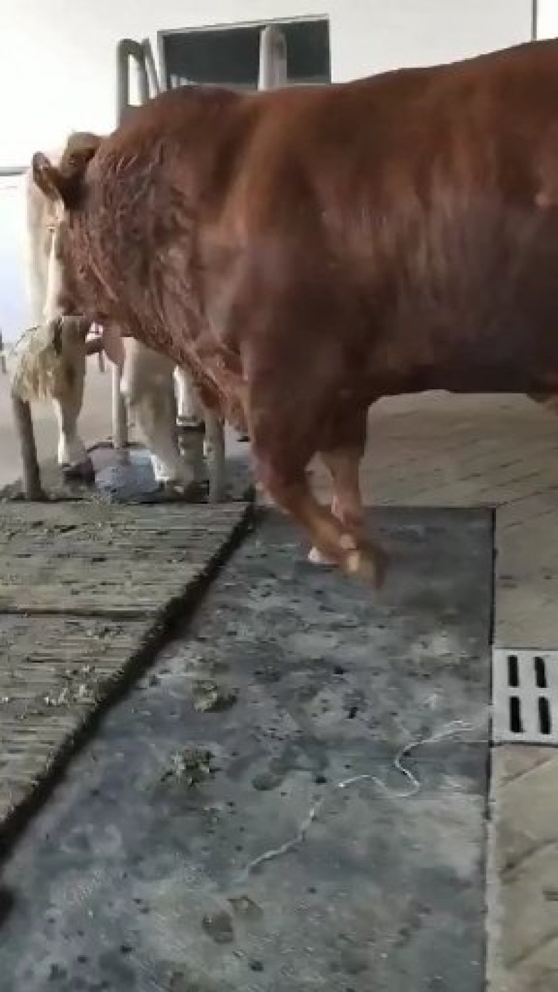 牛犊品种包纯价格优惠跟踪服务自繁自养