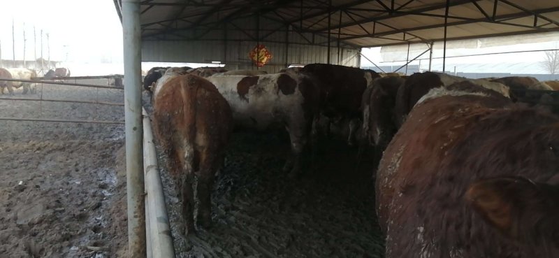 肉牛。怀孕母牛。小公母牛