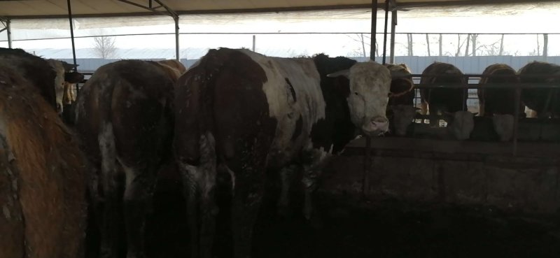 肉牛。怀孕母牛。小公母牛