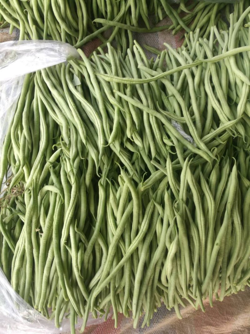 无丝豆