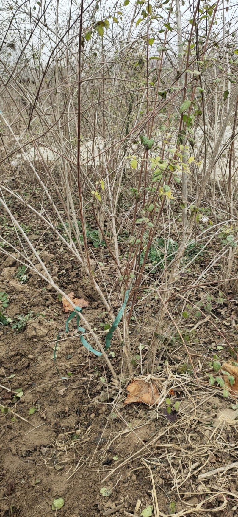 金银木金银木价格金银木产地金银木定州