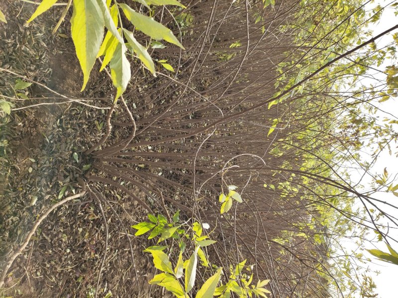 金银木金银木价格金银木产地金银木定州