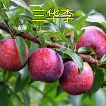 李子树苗三华李子苗嫁接苗营养丰富酸甜可口