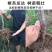 李子树苗三华李子苗嫁接苗营养丰富酸甜可口