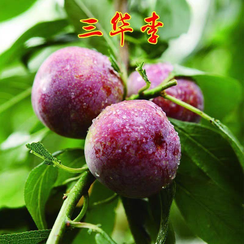 李子树苗三华李子苗嫁接苗营养丰富酸甜可口