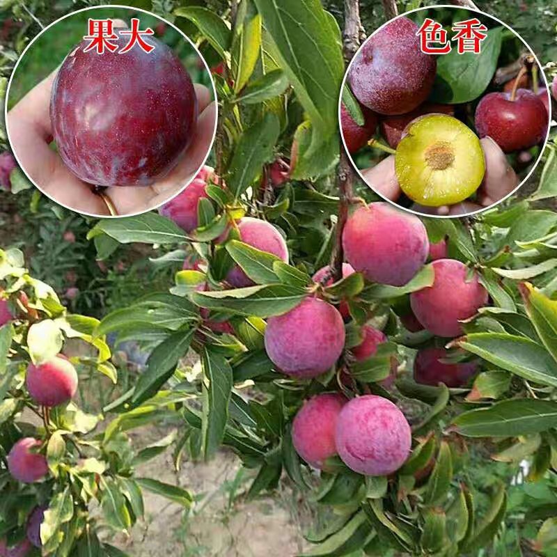 李子树苗三华李子苗嫁接苗营养丰富酸甜可口