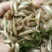 蓝刀鱼冰鲜鱼