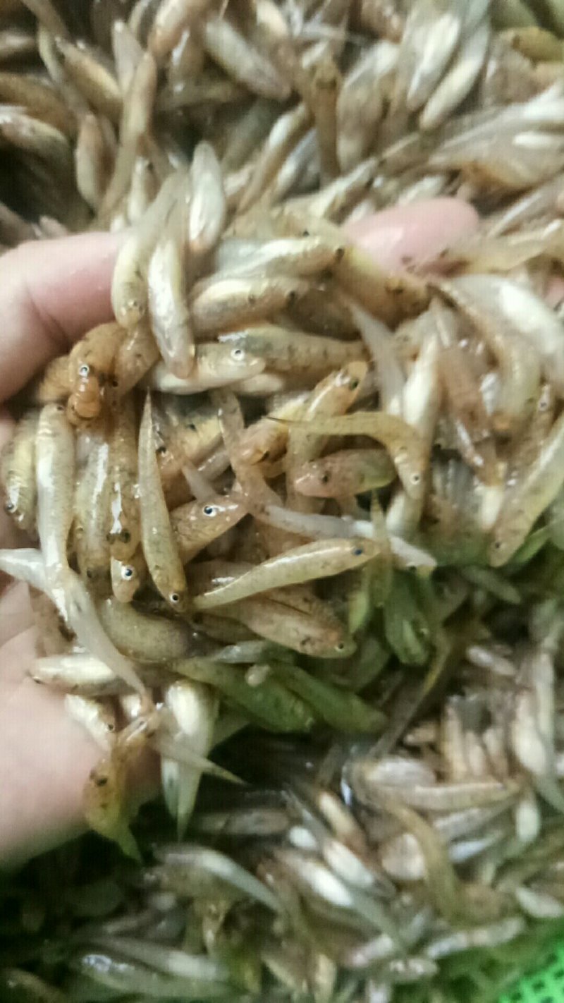 蓝刀鱼冰鲜鱼