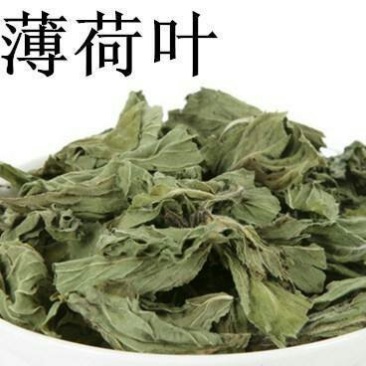 薄荷，常年批发供应薄荷量大从优家种