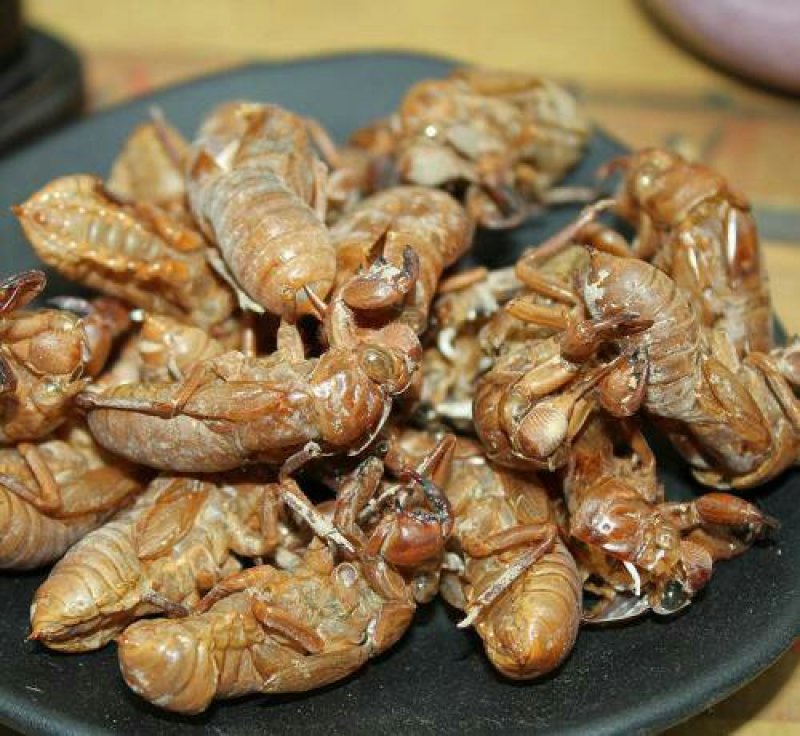 蝉蜕，常年供应中药材，野生蝉蜕各种规格
