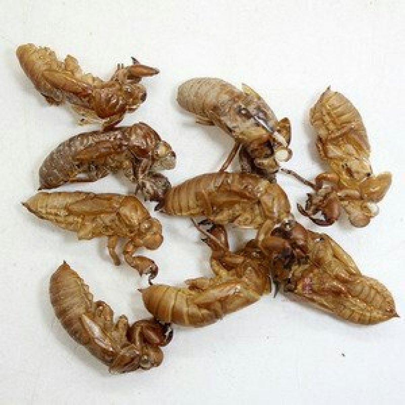 蝉蜕，常年供应中药材，野生蝉蜕各种规格
