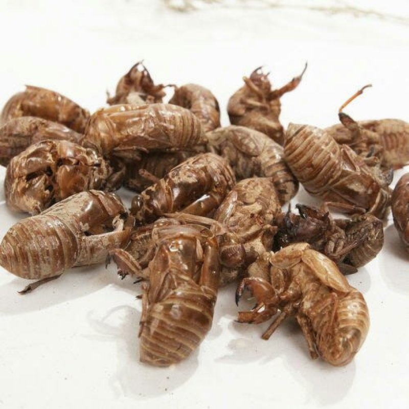 蝉蜕，常年供应中药材，野生蝉蜕各种规格