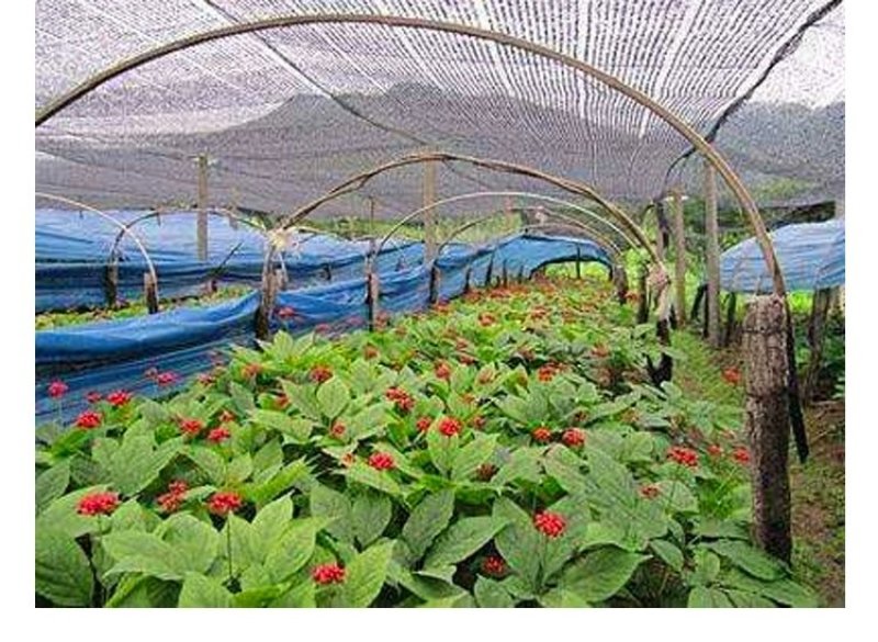 【药厂货批发】原皮生晒人参干人参4～5年保含量无硫磺包邮