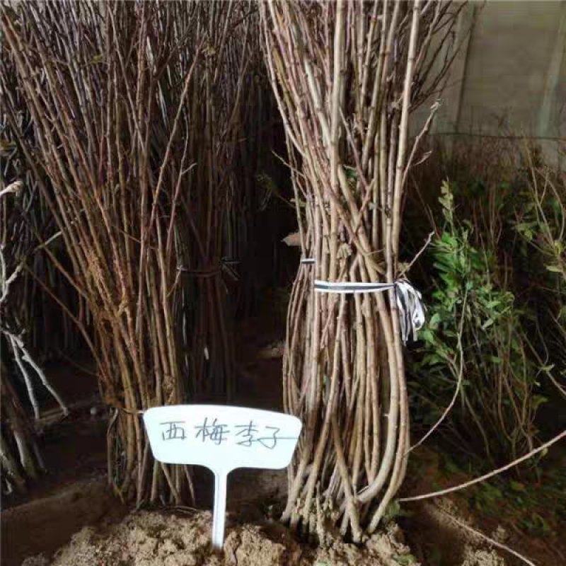 西梅女神李子苗女皇李子苗基地直销现挖现发