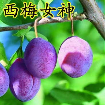 西梅女神李子苗女皇李子苗基地直销现挖现发