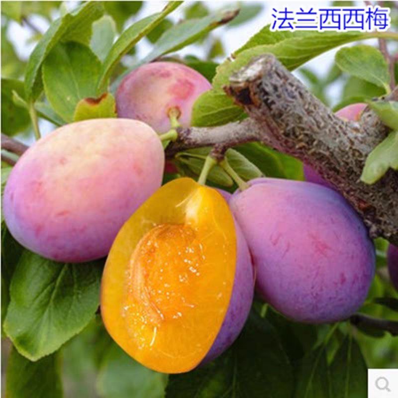 西梅女神李子苗女皇李子苗基地直销现挖现发