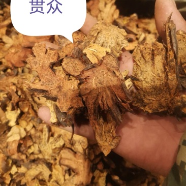 贯众